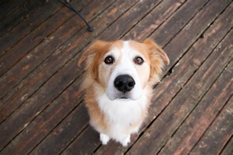 The Gollie is loyal, loving, people dog that is a mix between the good natured Golden Retriever and the intelligent Collie. As this is a new designer hybrid, the exact details of its origins still remains a mystery, but as most designer breeds were developed during the last 20 to 30 years, it can be assumed that these dogs may have …
